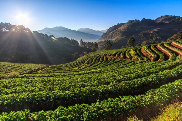 Jardin de fraises en Thaïlande — Photo