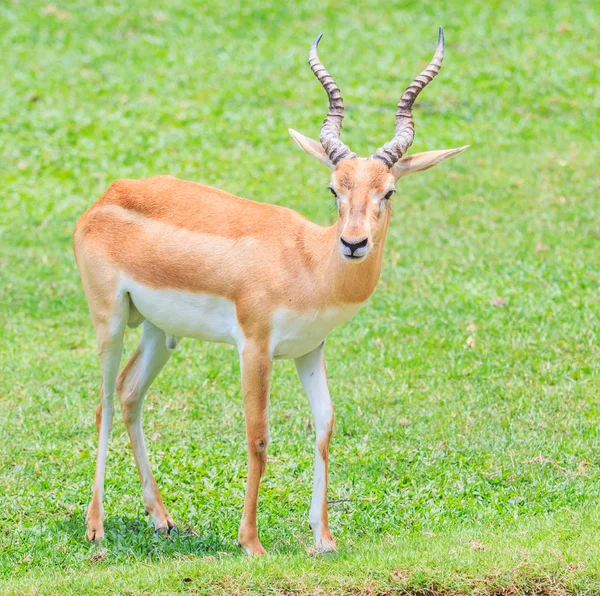 Thomsoni  gazella animal — Stock Photo, Image