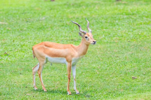 Thomsoni  gazella animal — Stock Photo, Image