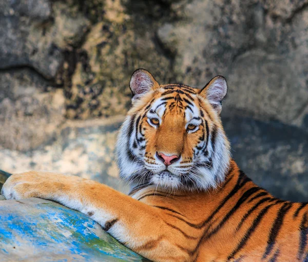 Vilda tigerdjur — Stockfoto