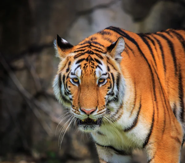 Animal tigre selvagem — Fotografia de Stock