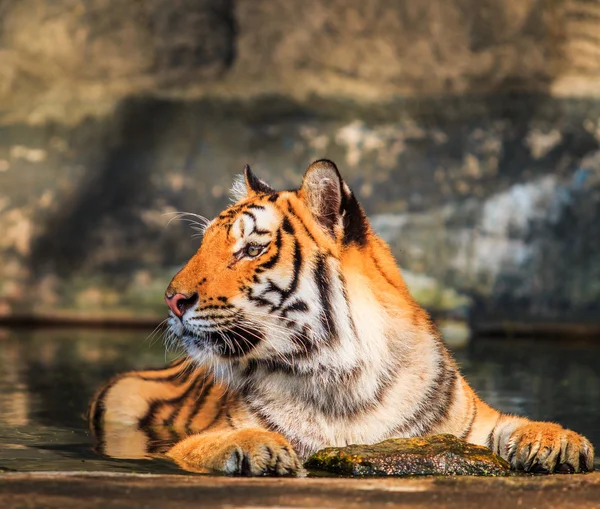 Wild Tiger animal — Stock Photo, Image