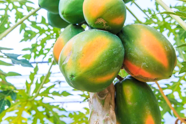 Papaya, kerti fa — Stock Fotó