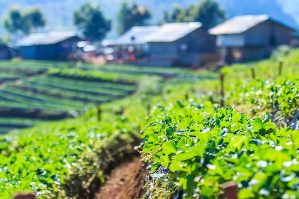 Strawberry trädgård i Thailand — Stockfoto