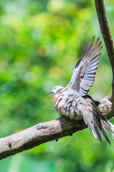 Bird Spotted dove — Stock Photo, Image