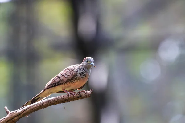 美しいシマウマ鳩の木 — ストック写真