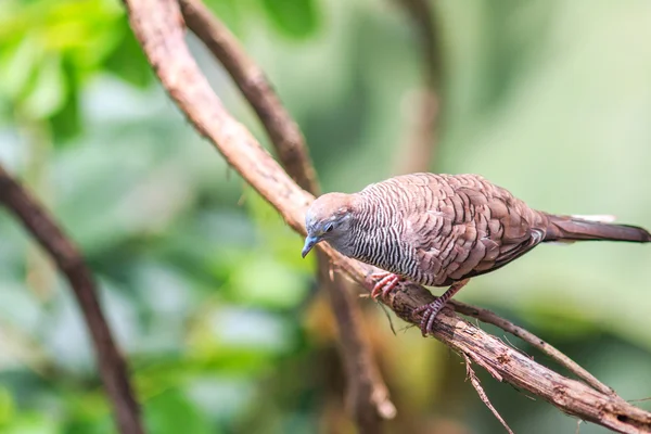 美しいシマウマ鳩の木 — ストック写真