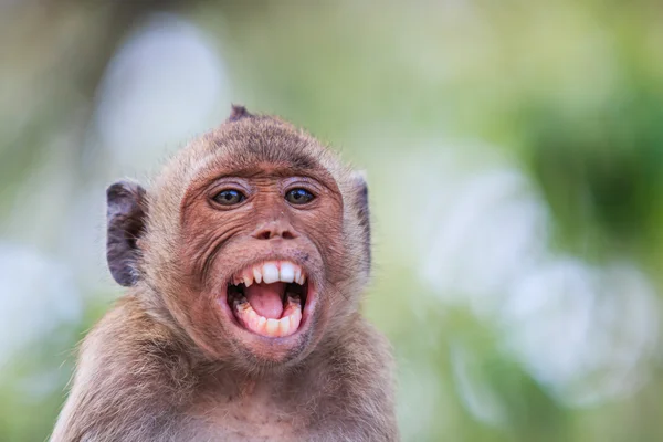 Macaco comedor de caranguejo — Fotografia de Stock