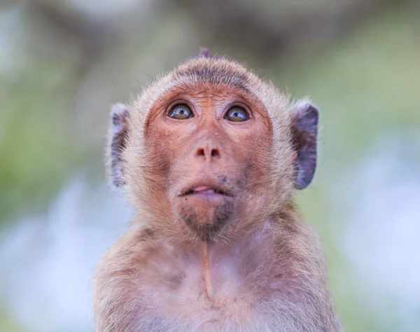 Krabbenfressende Makaken — Stockfoto