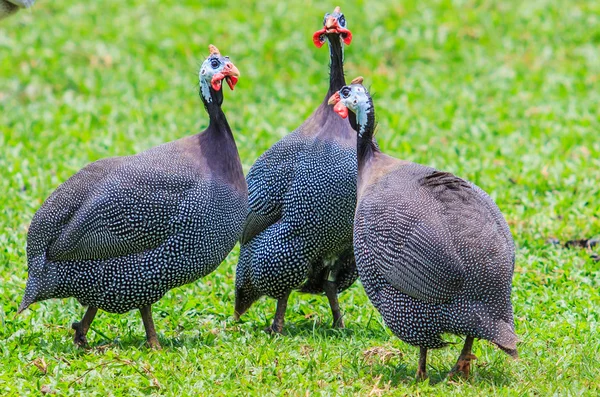 Guineafowl chickens on grass — Stock Image Guineafowl chickens on grass Stock Photo