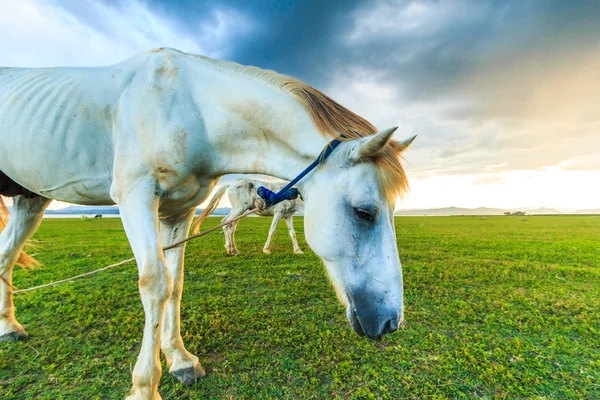 Paarden op de weide grazen — Stockfoto