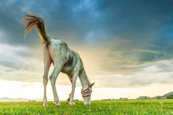 Horse grazing on pasture — Stock Photo, Image