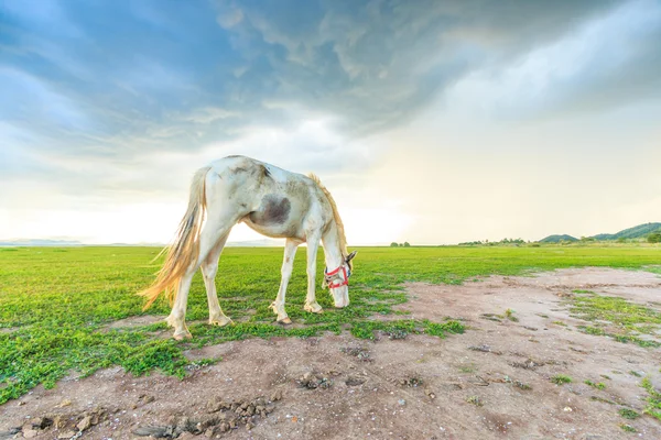 Horse grazing on pasture — Stock Photo, Image