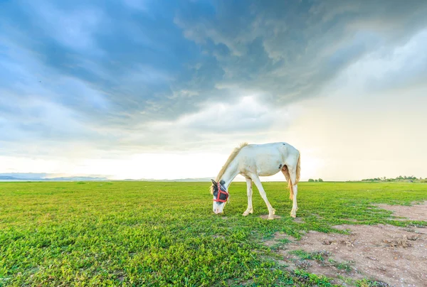 Horse grazing on pasture — Stock Photo, Image