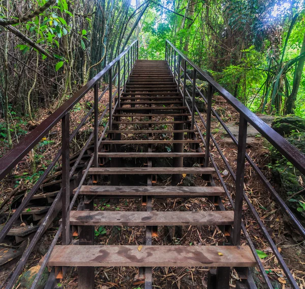 Paseo marítimo en el bosque — Foto de Stock