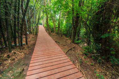 Geçit Boardwalk ormanda