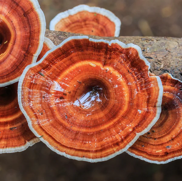 Brun svamp i skogen — Stockfoto