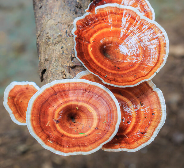 Brown mushrooms in the forest