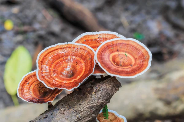 Cogumelos castanhos na floresta — Fotografia de Stock