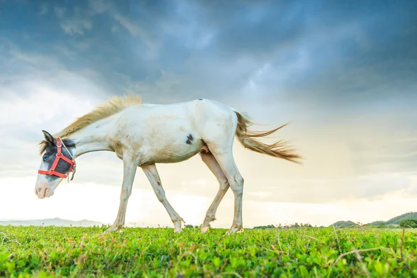 Paardenweidegang — Stockfoto