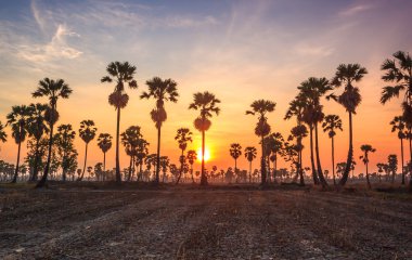 palmiye ağaçlarının silhouettes şeker