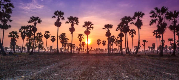 Sugar palm träd silhuetter — Stockfoto