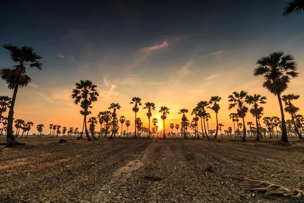 Suiker palm bomen silhouetten — Stockfoto