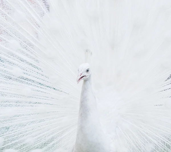 Rare White Peacock bird — Stock Photo, Image