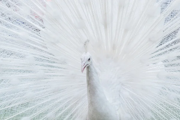 Rare White Peacock bird — Stock Photo, Image