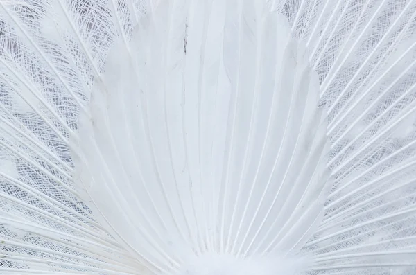 Rare White Peacock bird — Stock Photo, Image