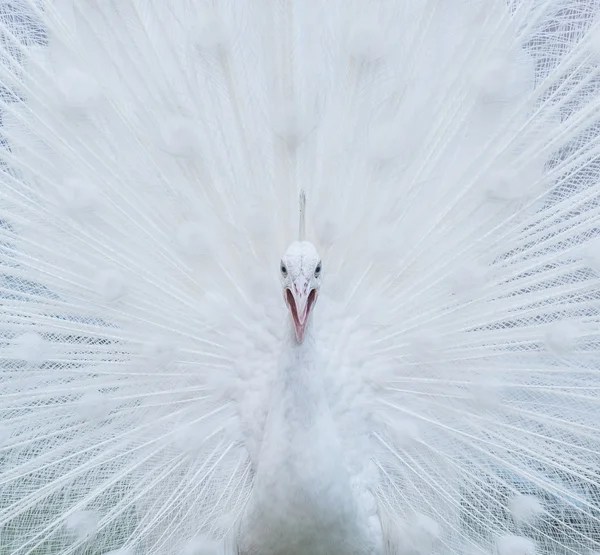 Raro blanco pavo real pájaro — Foto de Stock