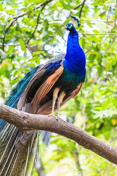 Wild bird Peacock — Stock Photo, Image
