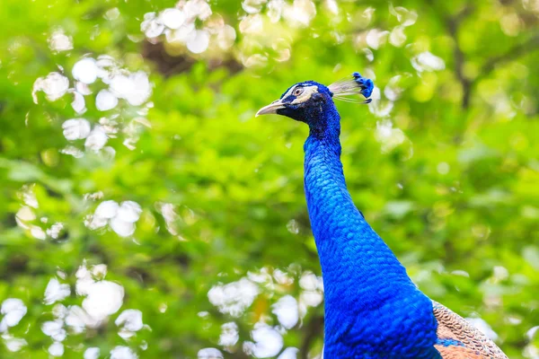 Pássaro selvagem pavão — Fotografia de Stock