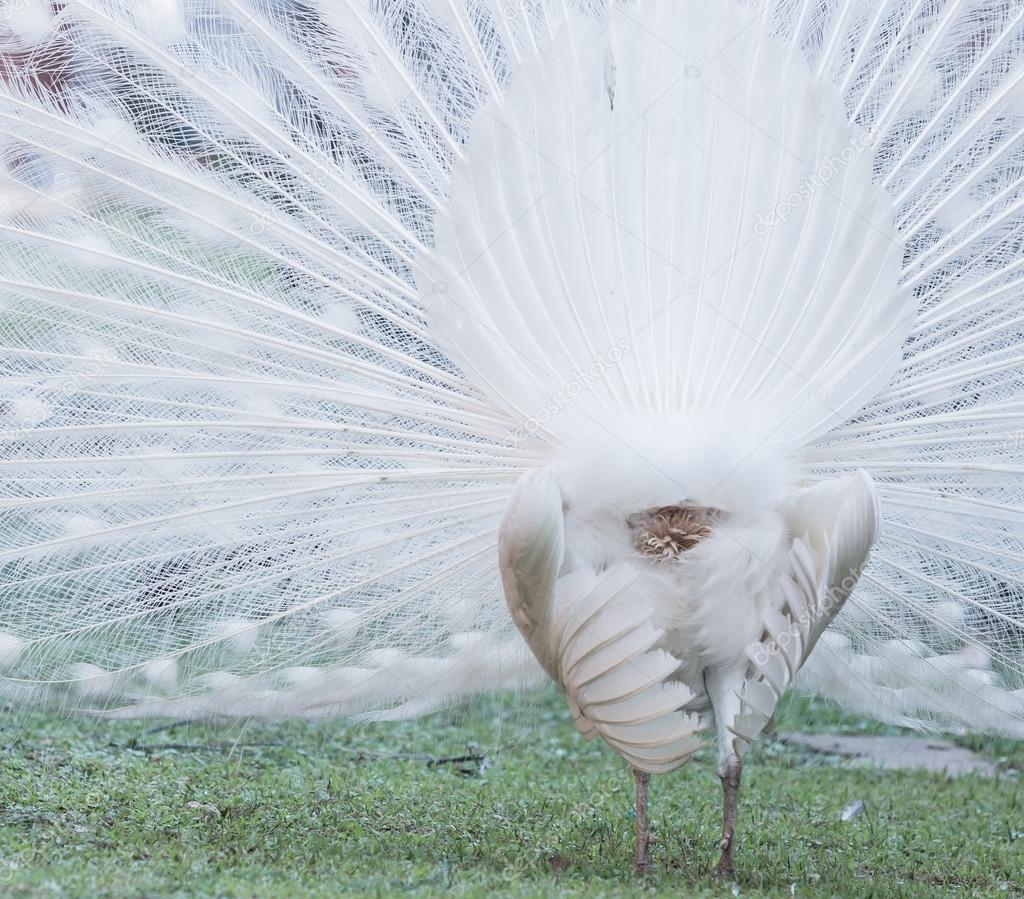 Rare White Peacock bird Stock Photo by ©Deerphoto 78945806