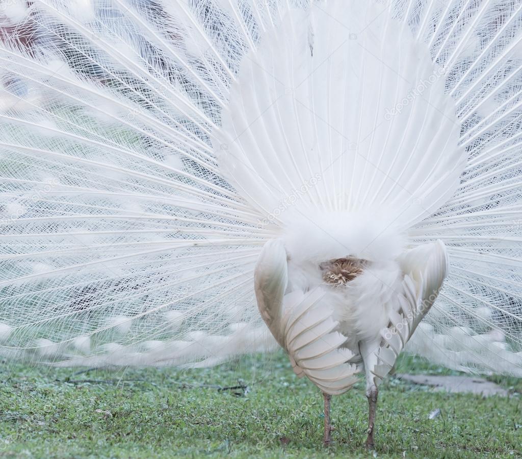 white peacock bird