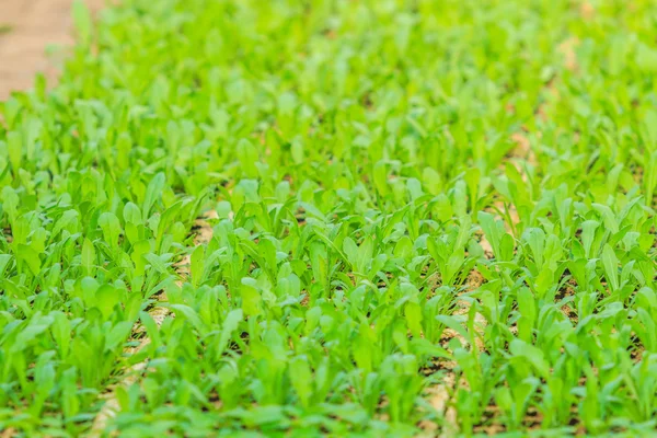 Plants cultivation in greenhouses — Stock Photo, Image