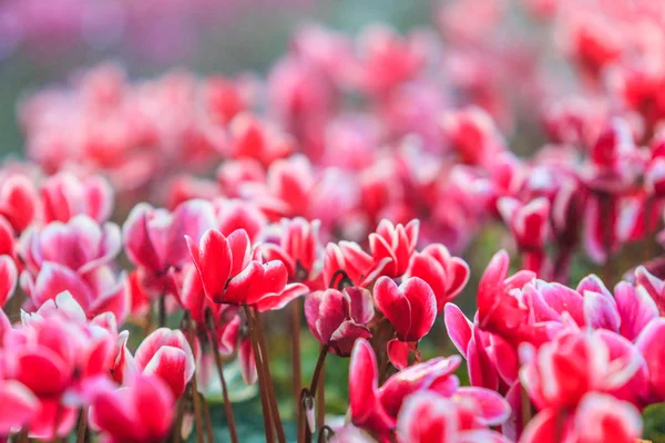 Blooming cyclamen pink flowers — Stock Photo, Image