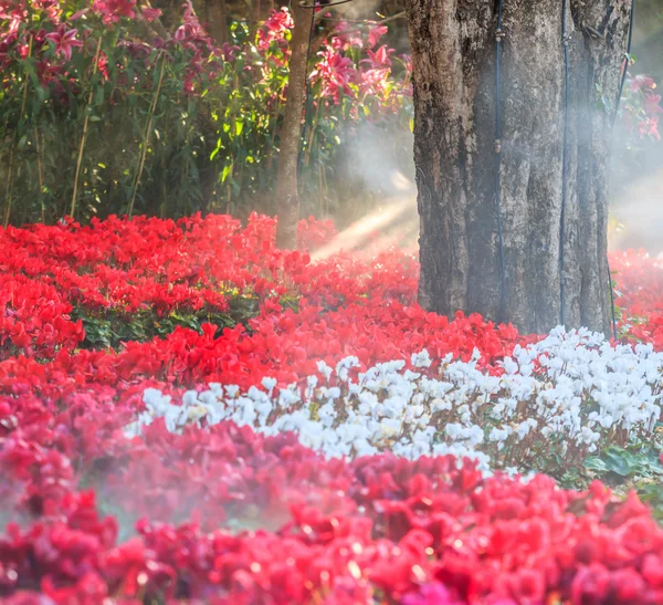 Florescendo flores cor-de-rosa ciclame — Fotografia de Stock