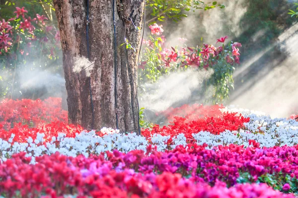 Blooming cyclamen pink flowers — Stock Photo, Image