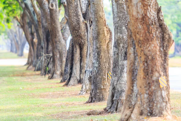 Row of trees trunks — Stock Photo, Image