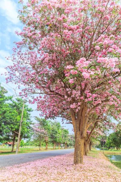 Flor rosa Tabebuia rosea — Foto de Stock