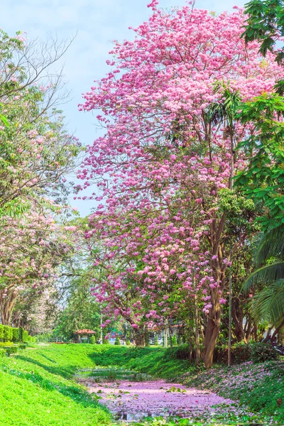 Flor rosa Tabebuia rosea — Fotografia de Stock