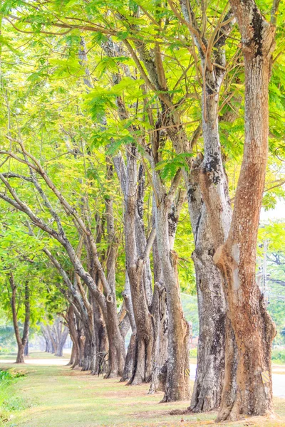 Fila de troncos de árvores — Fotografia de Stock