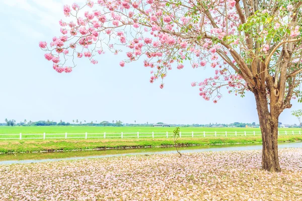 Květy růžové Tabebuia rosea — Stock fotografie