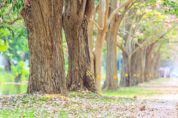 Ανθίσει ροζ Tabebuia rosea — Φωτογραφία Αρχείου