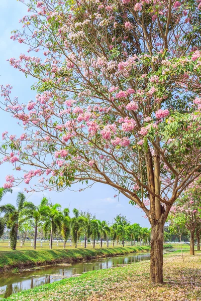 Tabebuia rosea blooming — Stock Photo, Image