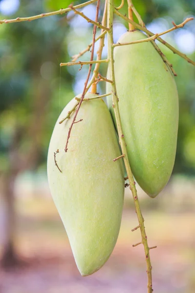 Grüne Mangofrüchte — Stockfoto