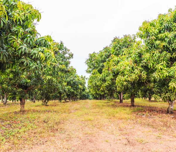 Mango fruktodlingar i Thailand — Stockfoto