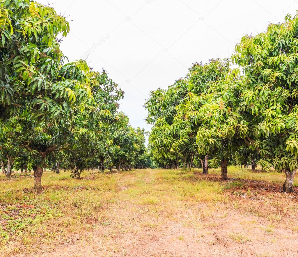 Mango orchards in Thailand