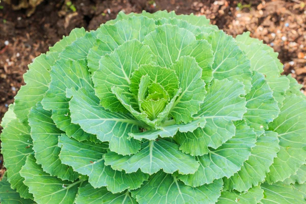 Hojas de lechuga verde — Foto de Stock